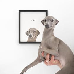 Customer pet portrait 7