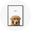Modern pet portraits