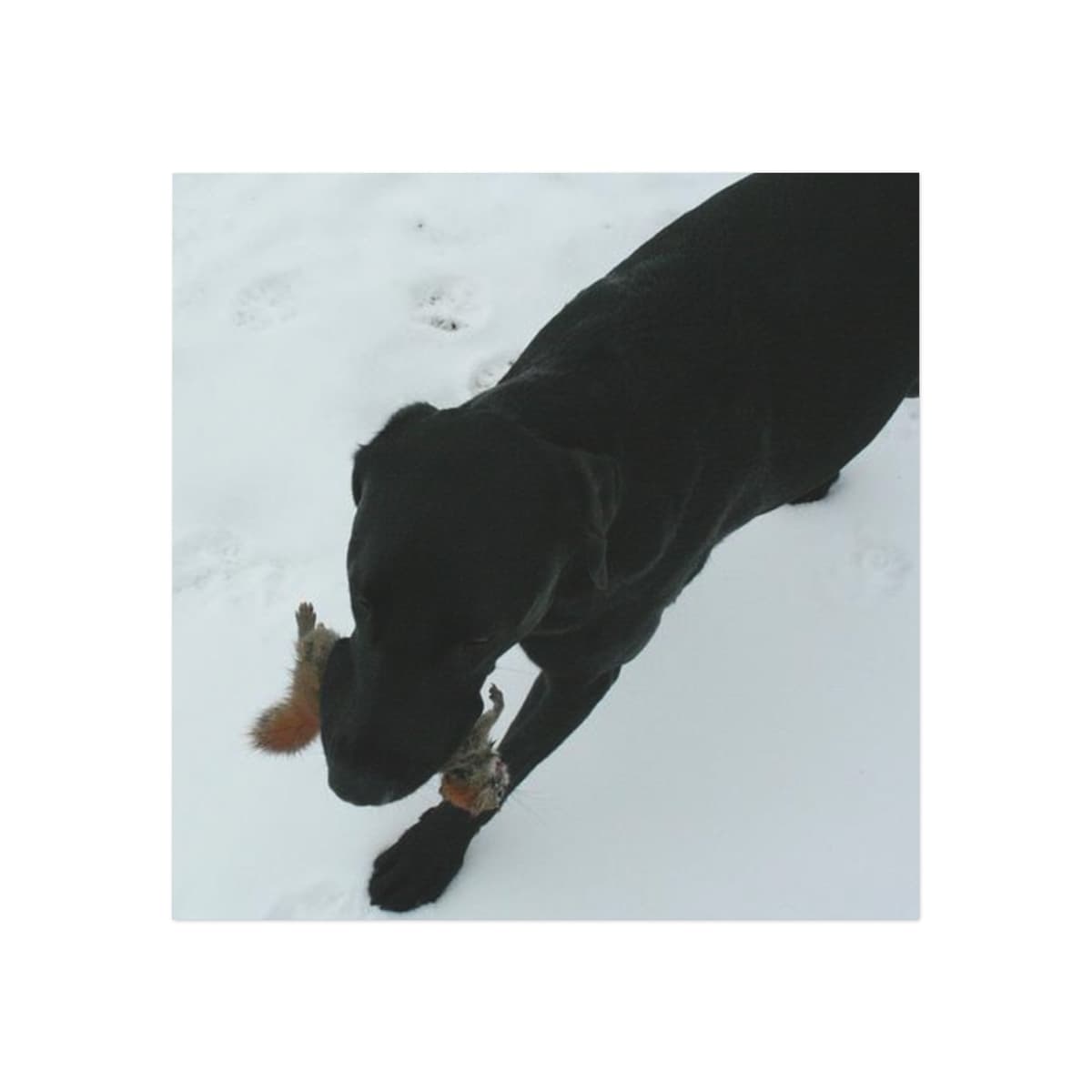 Custom Pet Magnet